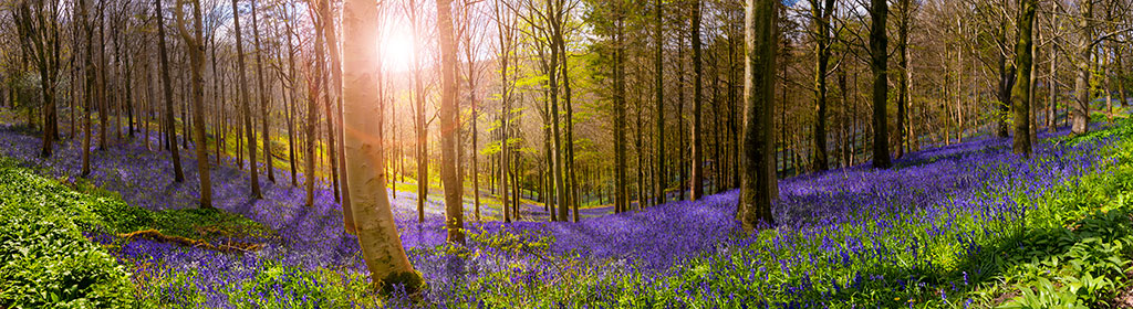 wildflowers in the forest